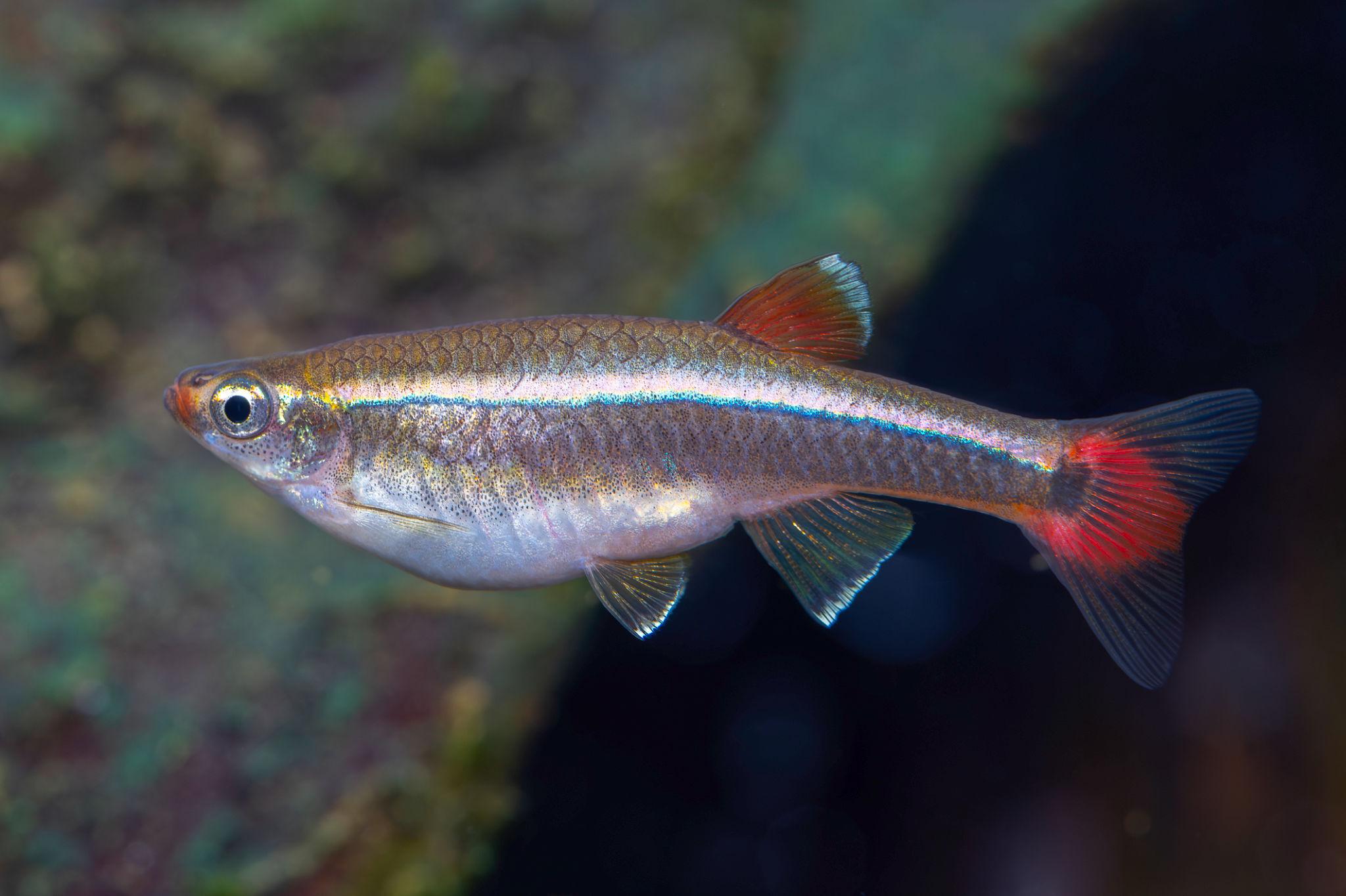 Mountain Minnow